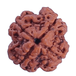 4 Mukhi Rudraksha Size: 23.00 mm (Certified) 5.05gms