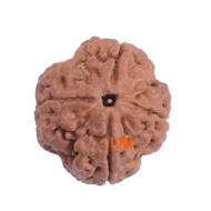 4 Mukhi Rudraksha Size: 25.50 mm (Certified) (4 seeds in X-Ray)