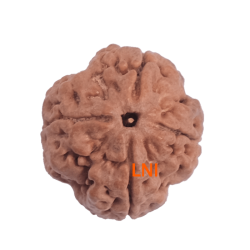 4 Mukhi Rudraksha Size: 25.50 mm (Certified) (4 seeds in X-Ray)