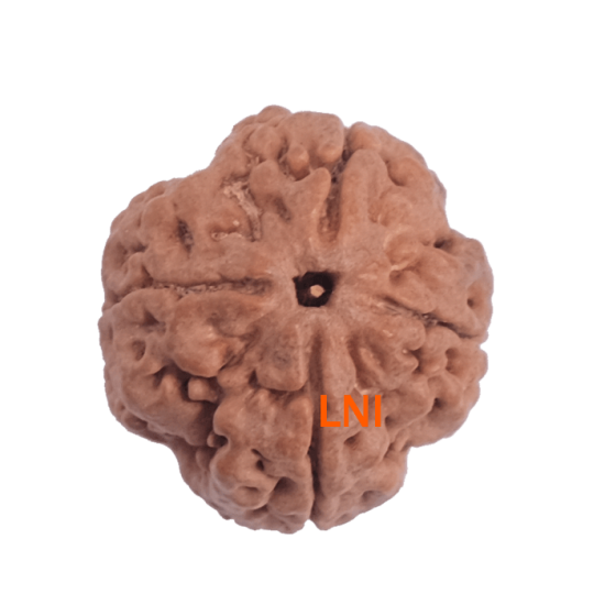 4 Mukhi Rudraksha Size: 27.01 mm (Certified) Rudraksha, 4 Mukhi Rudraksha, 4 Mukhi Rudraksha from Nepal image