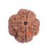 4 Mukhi Rudraksha Size: 25.50 mm (Certified) (4 seeds in X-Ray)