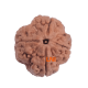 4 Mukhi Rudraksha Size: 27.01 mm (Certified) Rudraksha, 4 Mukhi Rudraksha, 4 Mukhi Rudraksha from Nepal image