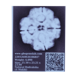 4 Mukhi Rudraksha Size: 25.50 mm (Certified) (4 seeds in X-Ray)