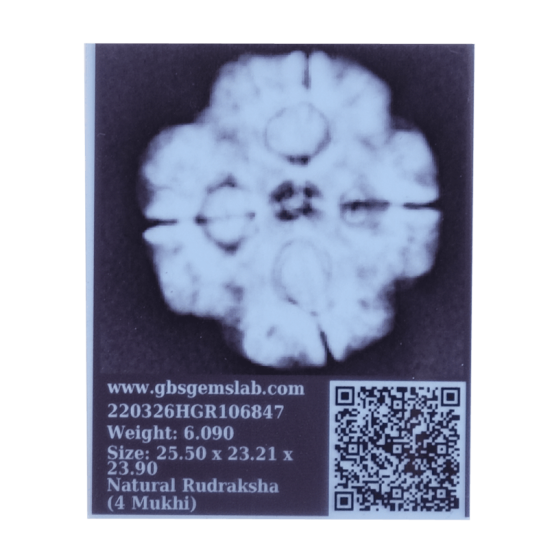 4 Mukhi Rudraksha Size: 27.01 mm (Certified) Rudraksha, 4 Mukhi Rudraksha, 4 Mukhi Rudraksha from Nepal image