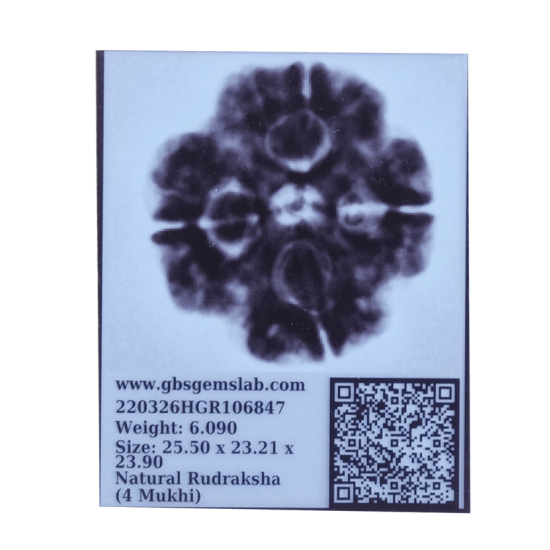 4 Mukhi Rudraksha Size: 27.01 mm (Certified) Rudraksha, 4 Mukhi Rudraksha, 4 Mukhi Rudraksha from Nepal image