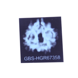 4 Mukhi Rudraksha Size: 23.15mm (Certified)