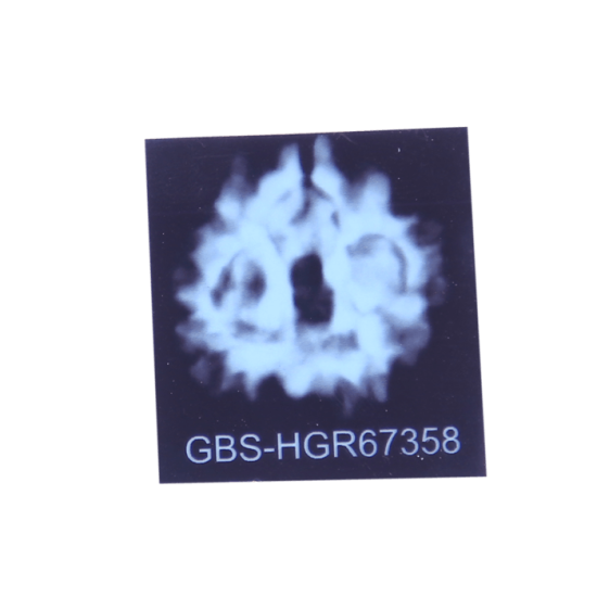 4 Mukhi Rudraksha Size: 24.00mm (Certified) Rudraksha, 4 Mukhi Rudraksha, 4 Mukhi Rudraksha from Nepal image