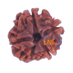4 Mukhi Rudraksha Size: 23.15mm (Certified)