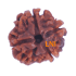 4 Mukhi Rudraksha Size: 23.15mm (Certified)