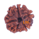 4 Mukhi Rudraksha Size: 24.00mm (Certified) Rudraksha, 4 Mukhi Rudraksha, 4 Mukhi Rudraksha from Nepal image