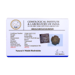 4 Mukhi Rudraksha Size: 23.30 mm (Certified) 4.20gms