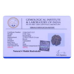 4 Mukhi Rudraksha Size: 23.00 mm (Certified) 4.10gms