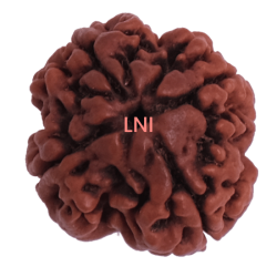 4 Mukhi Rudraksha Size: 27.01 mm (Certified) 