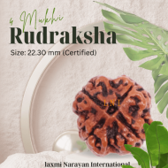 4 Mukhi Rudraksha Size: 22.30 mm (Certified)