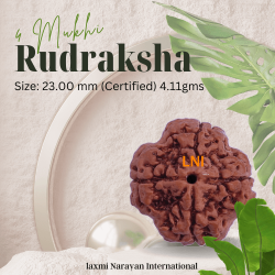4 Mukhi Rudraksha Size: 23.00 mm (Certified) 4.11gms