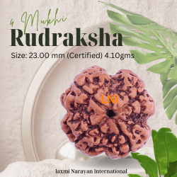 4 Mukhi Rudraksha Size: 23.00 mm (Certified) 4.10gms