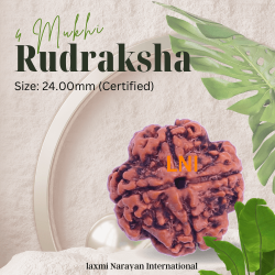 4 Mukhi Rudraksha Size: 24.00mm (Certified)