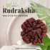 4 Mukhi Rudraksha Size: 27.01 mm (Certified) 