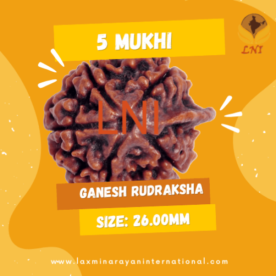 5 Mukhi Ganesha Rudraksha Size: 26.00mm (With Lab Certificate)