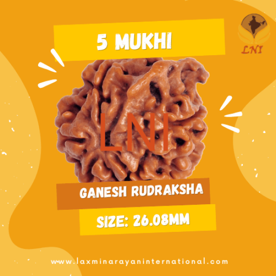 5 Mukhi Ganesha Rudraksha Size: 26.08mm (With Lab Certificate)