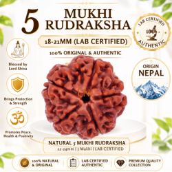 5 Mukhi Rudraksha Size 18-21 mm (Certified)