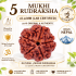 5 Mukhi Rudraksha Size 18-21 mm (Certified)