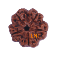 5 Mukhi Rudraksha Size 24.42mm (Certified)