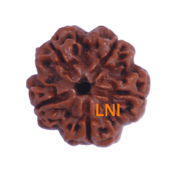5 Mukhi Rudraksha Size 24.42mm (Certified)