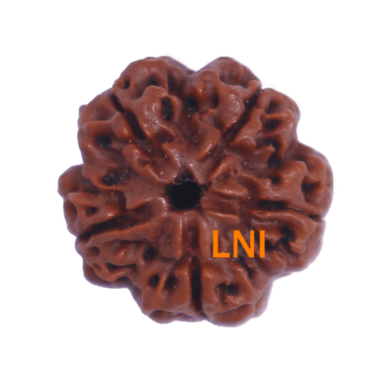 5 Mukhi Rudraksha Size 24.42mm (Certified) image