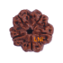 5 Mukhi Rudraksha Size 24.42mm (Certified)
