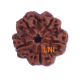 5 Mukhi Rudraksha Size 24.42mm (Certified) image