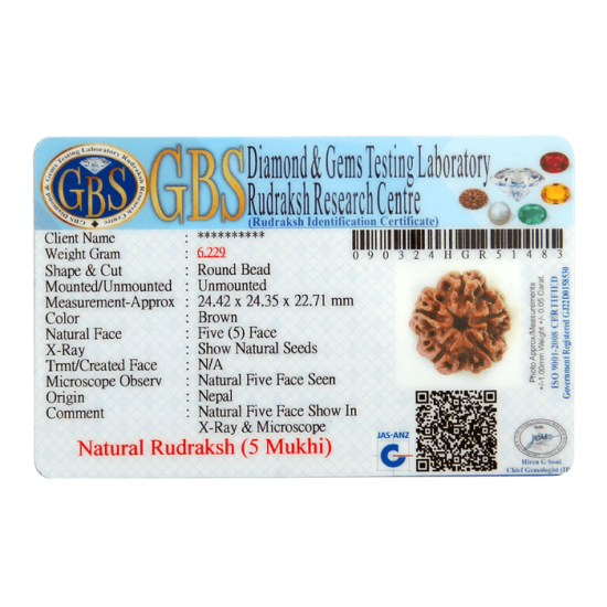 5 Mukhi Rudraksha Size 24.42mm (Certified) image