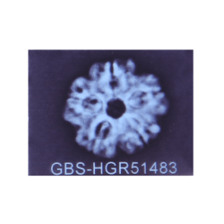 5 Mukhi Rudraksha Size 24.42mm (Certified)