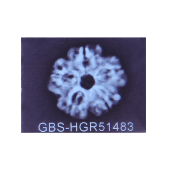 5 Mukhi Rudraksha Size 24.42mm (Certified) image