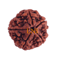 5 Mukhi Rudraksha Size 22-24 mm (Certified)