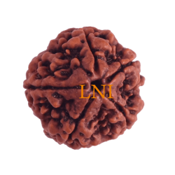 5 Mukhi Rudraksha Size 22-24 mm (Certified)
