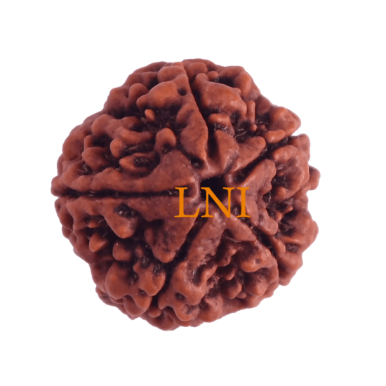 5 Mukhi Rudraksha Size 22-24 mm (Certified) Rudraksha, Buy 5 Mukhi Rudraksha , 5 Mukhi Rudraksha from Nepal image