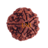 5 Mukhi Rudraksha Size 22-24 mm (Certified)