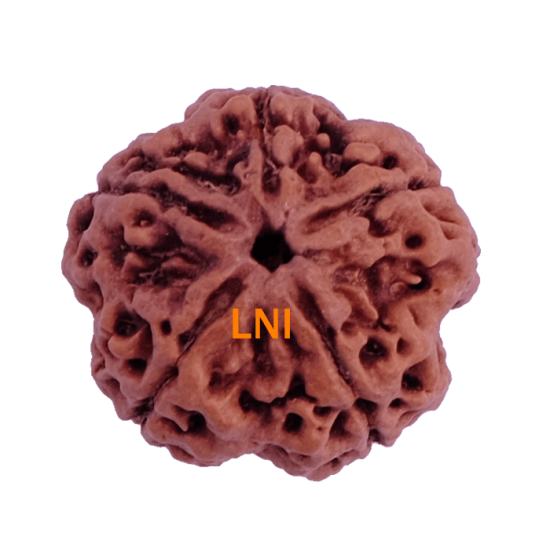 5 Mukhi Rudraksha Size 25.48 mm (Certified)