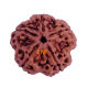 5 Mukhi Rudraksha Size 25.48 mm (Certified)