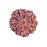 5 Mukhi Rudraksha Size 25.64 mm (Certified)