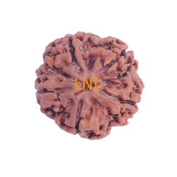 5 Mukhi Rudraksha Size 25.64 mm (Certified)