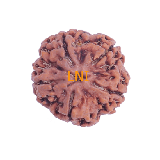 5 Mukhi Rudraksha Size 25.64 mm (Certified) Rudraksha, Buy 5 Mukhi Rudraksha , 5 Mukhi Rudraksha from Nepal image