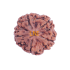 5 Mukhi Rudraksha Size 25.64 mm (Certified)