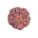 5 Mukhi Rudraksha Size 25.64 mm (Certified) Rudraksha, Buy 5 Mukhi Rudraksha , 5 Mukhi Rudraksha from Nepal image