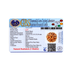 5 Mukhi Rudraksha Size 25.64 mm (Certified)