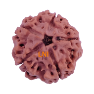 5 Mukhi Rudraksha Size 25.66 mm (Certified)