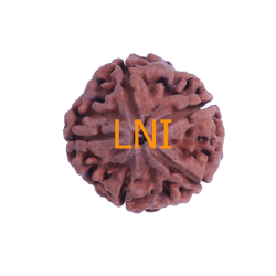 5 Mukhi Rudraksha Size 25.67 mm (Certified)