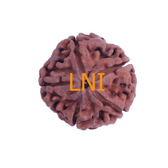 5 Mukhi Rudraksha Size 26.20 mm (Certified) image