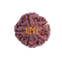 5 Mukhi Rudraksha Size 25.67 mm (Certified)
